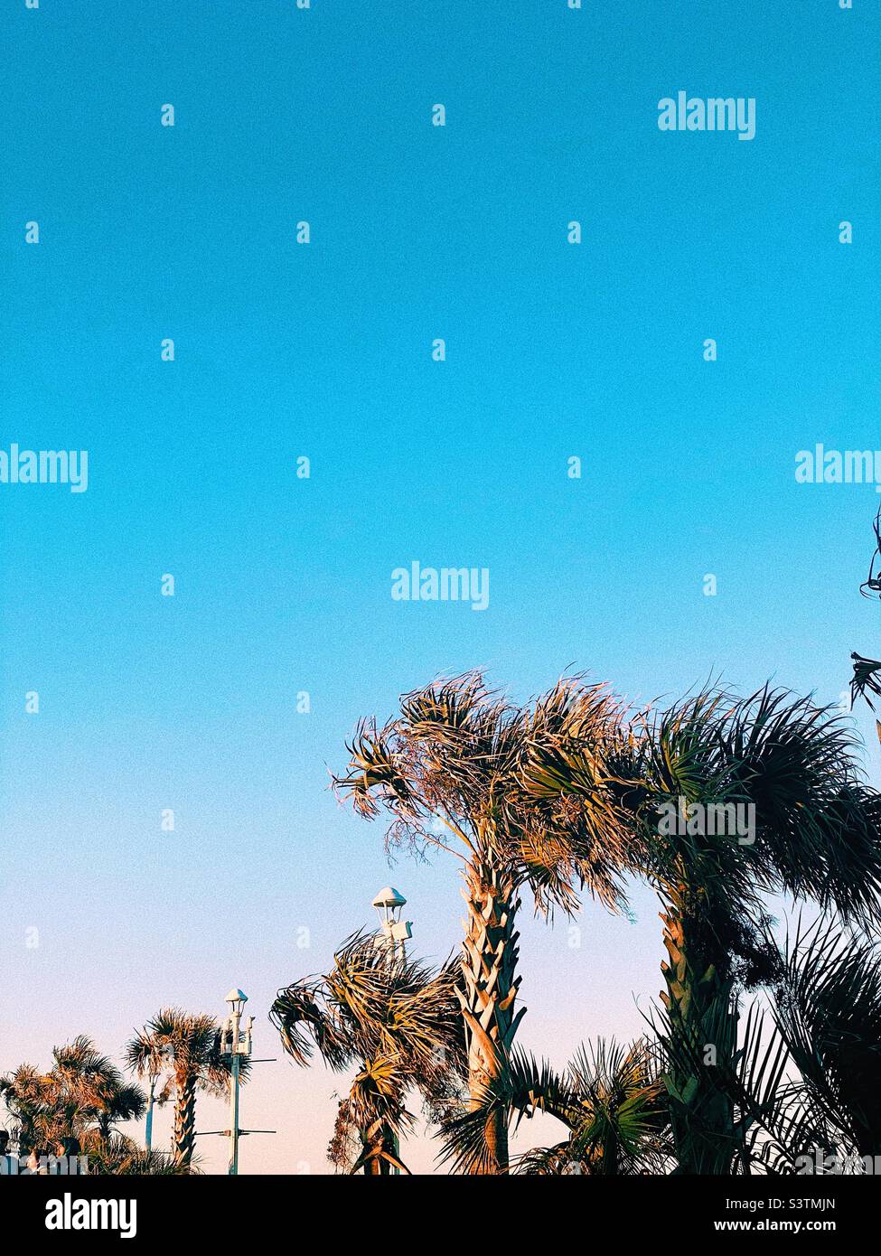 Palm trees beach grainy hi-res stock photography and images - Alamy