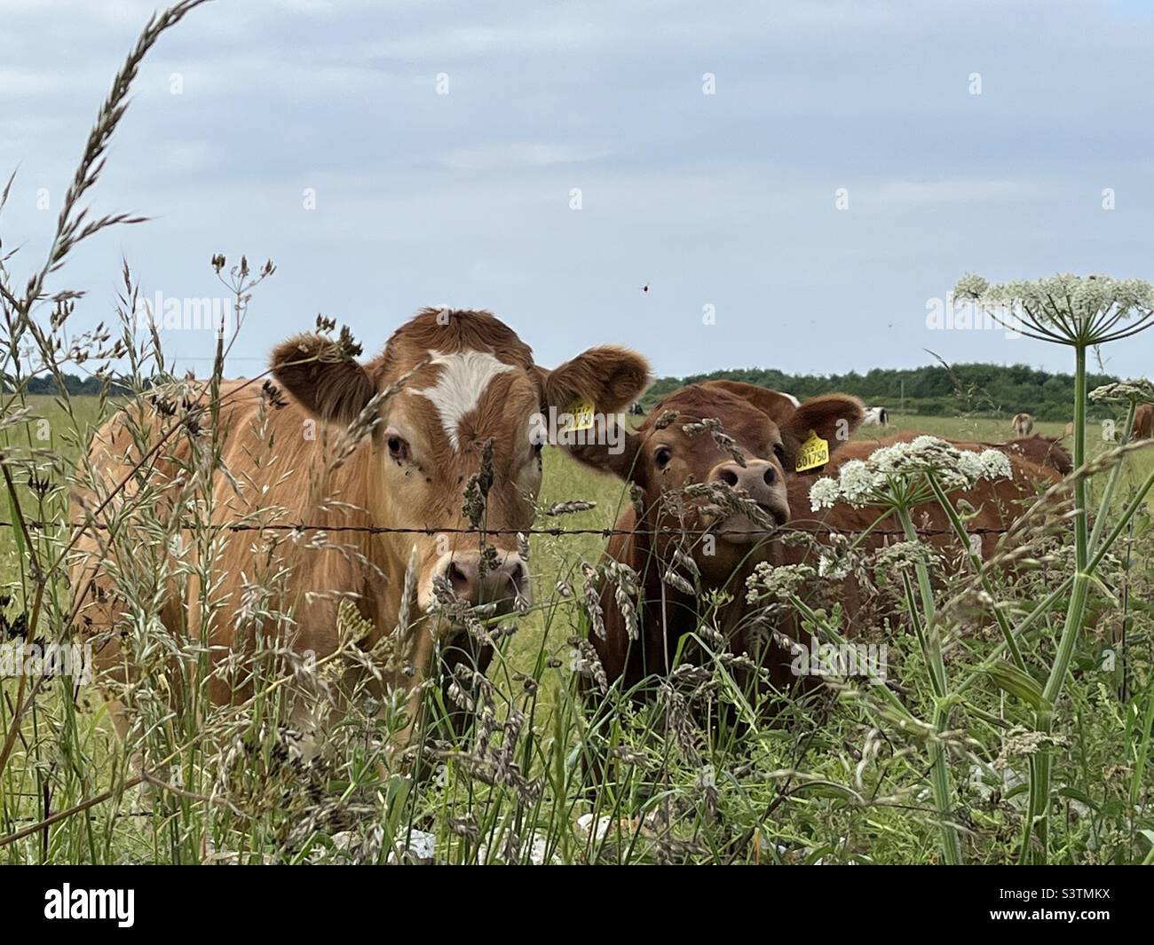 Jersey Cow with calf looking over field boundary Stock Photo Alamy