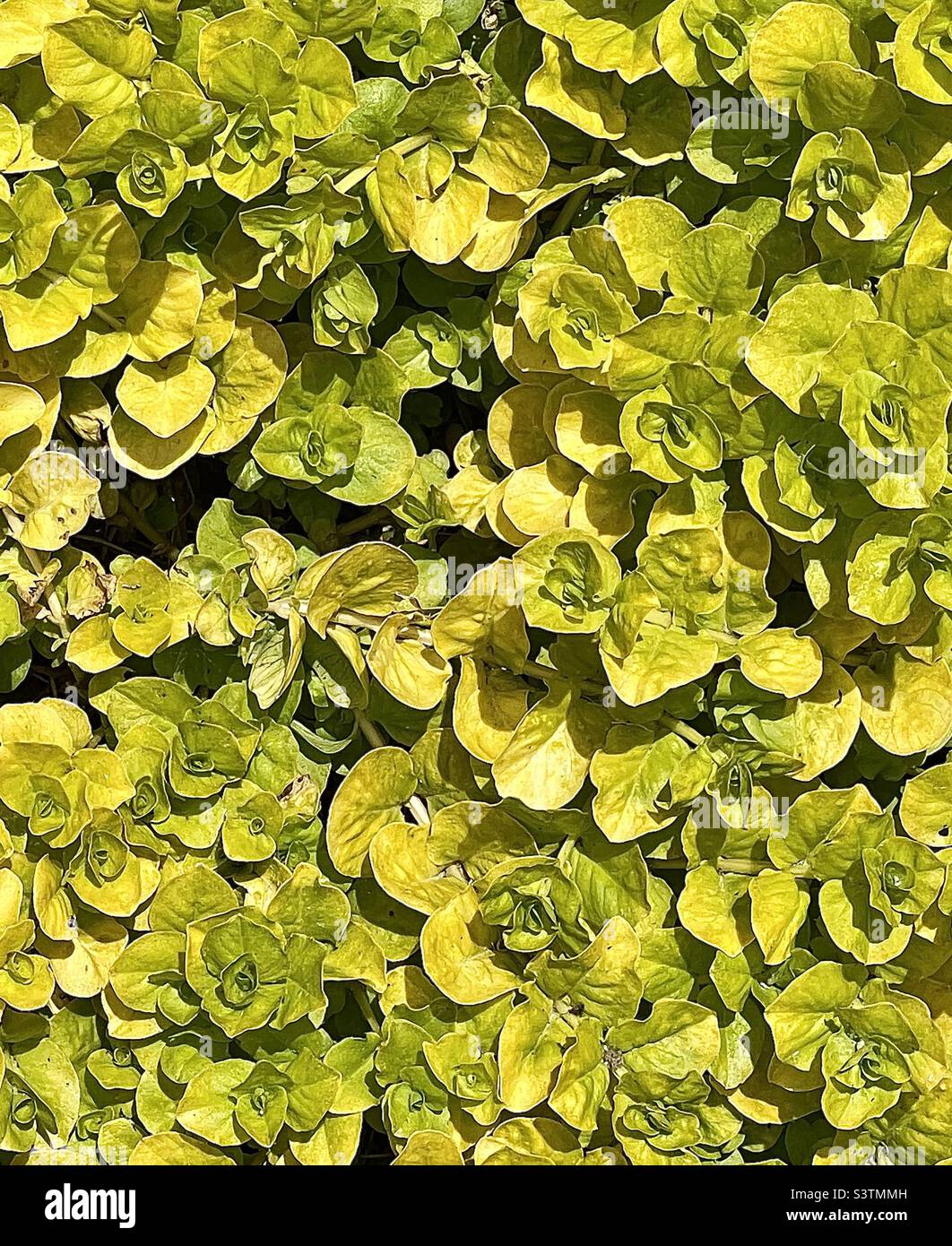 A close view of the ground cover “creeping Jenny” in a backyard garden in Utah, USA. Makes a nice natural abstract. Stock Photo