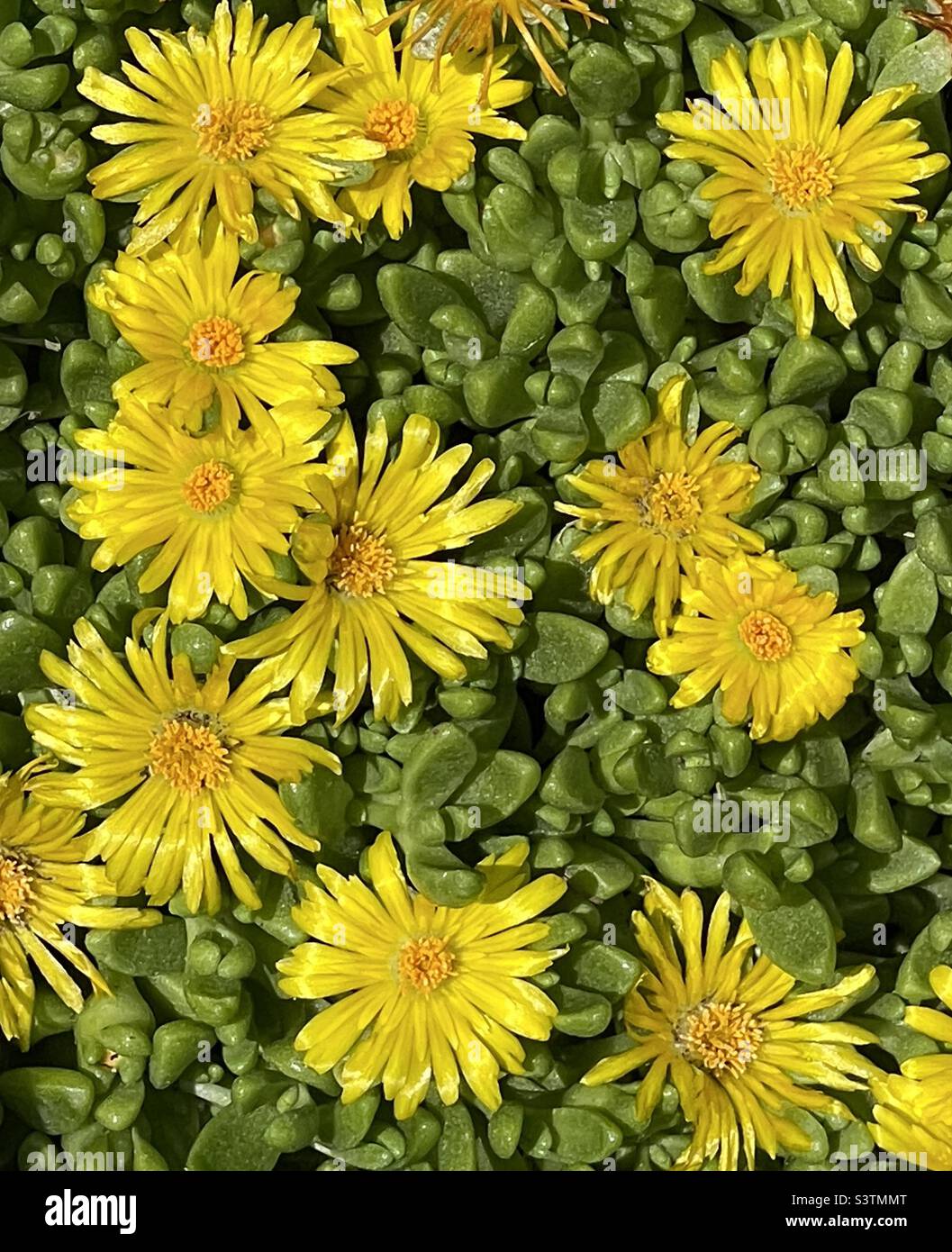 Hardy green ground cover blooming with bright yellow flowers in a backyard garden in Utah, USA. - Smartphone Captured Stock Image