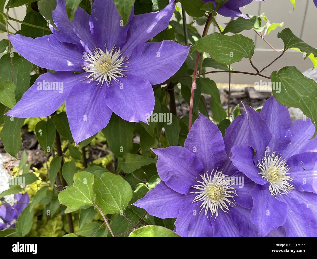 Beautiful clematis blooms, a vibrant purple, in all their glory, in a backyard garden in Utah, USA. - Smartphone Captured Stock Image