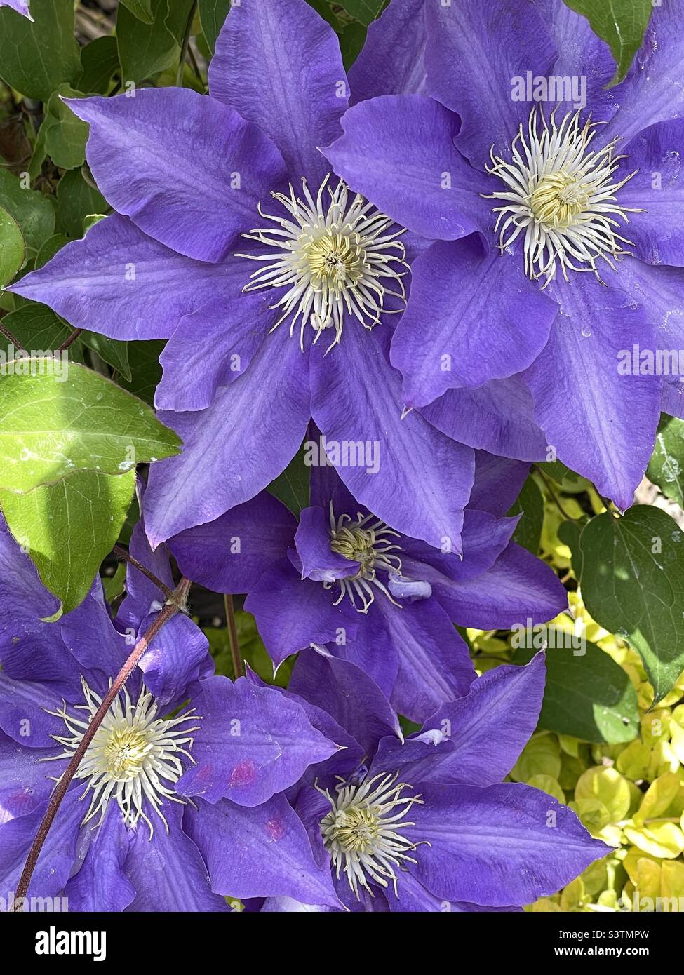 Beautiful purple Clematis blooms in a backyard garden in Utah, USA. - Smartphone Captured Stock Image