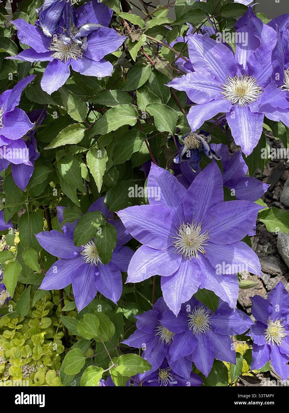 Beautiful purple Clematis blooms in a backyard garden in Utah, USA. - Smartphone Captured Stock Image