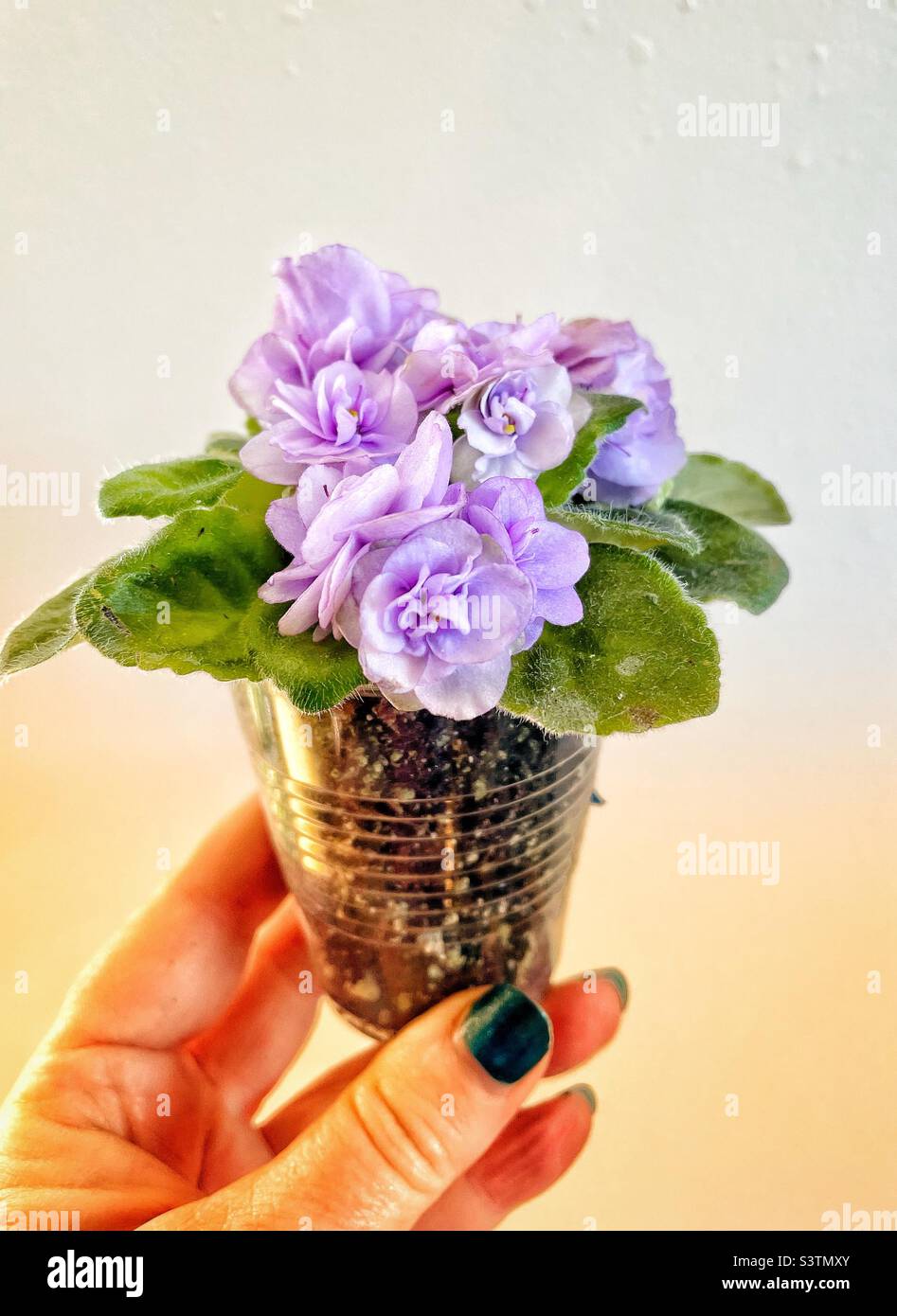 Cute little miniature African violet. - Smartphone Captured Stock Image