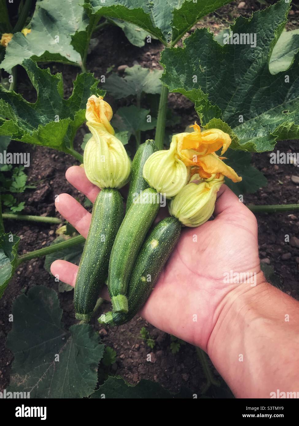 Home grown organic courgettes on a garden allotment in UK July 2022 - Smartphone Captured Stock Image