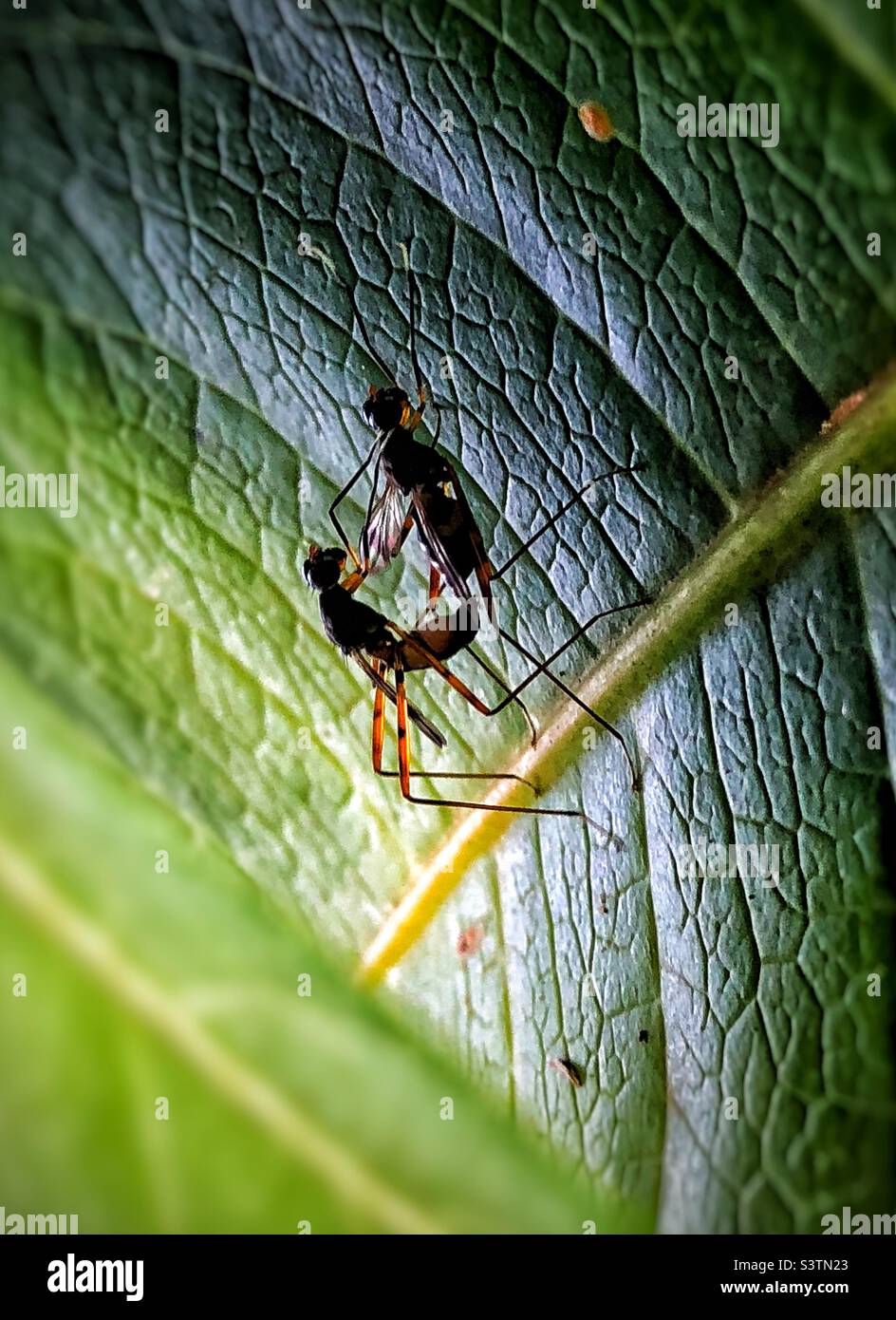 Mating moment hi-res stock photography and images - Alamy