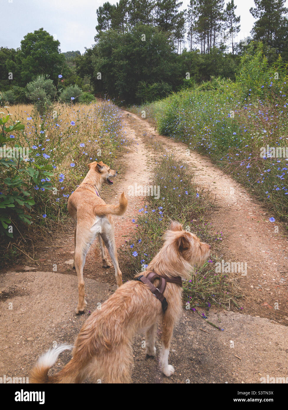 2 dogs at the start of a trail, passing green fields and trees - Smartphone Captured Stock Image