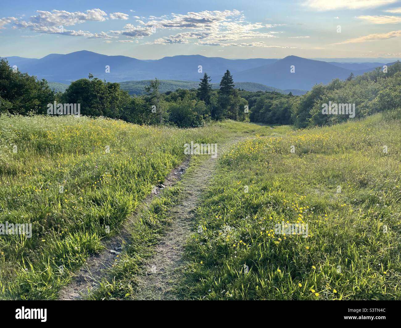 A hiking trail lead up a mountain side along wild flower blooms in southern Vermont. Stock Photo