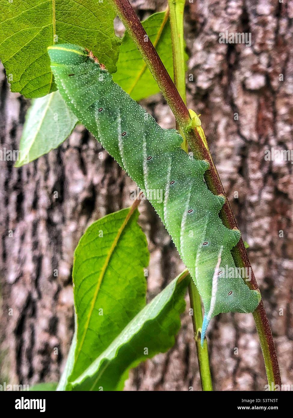 Eyed Hawk Moth Caterpillar resting on a Sallow branch - Smartphone Captured Stock Image