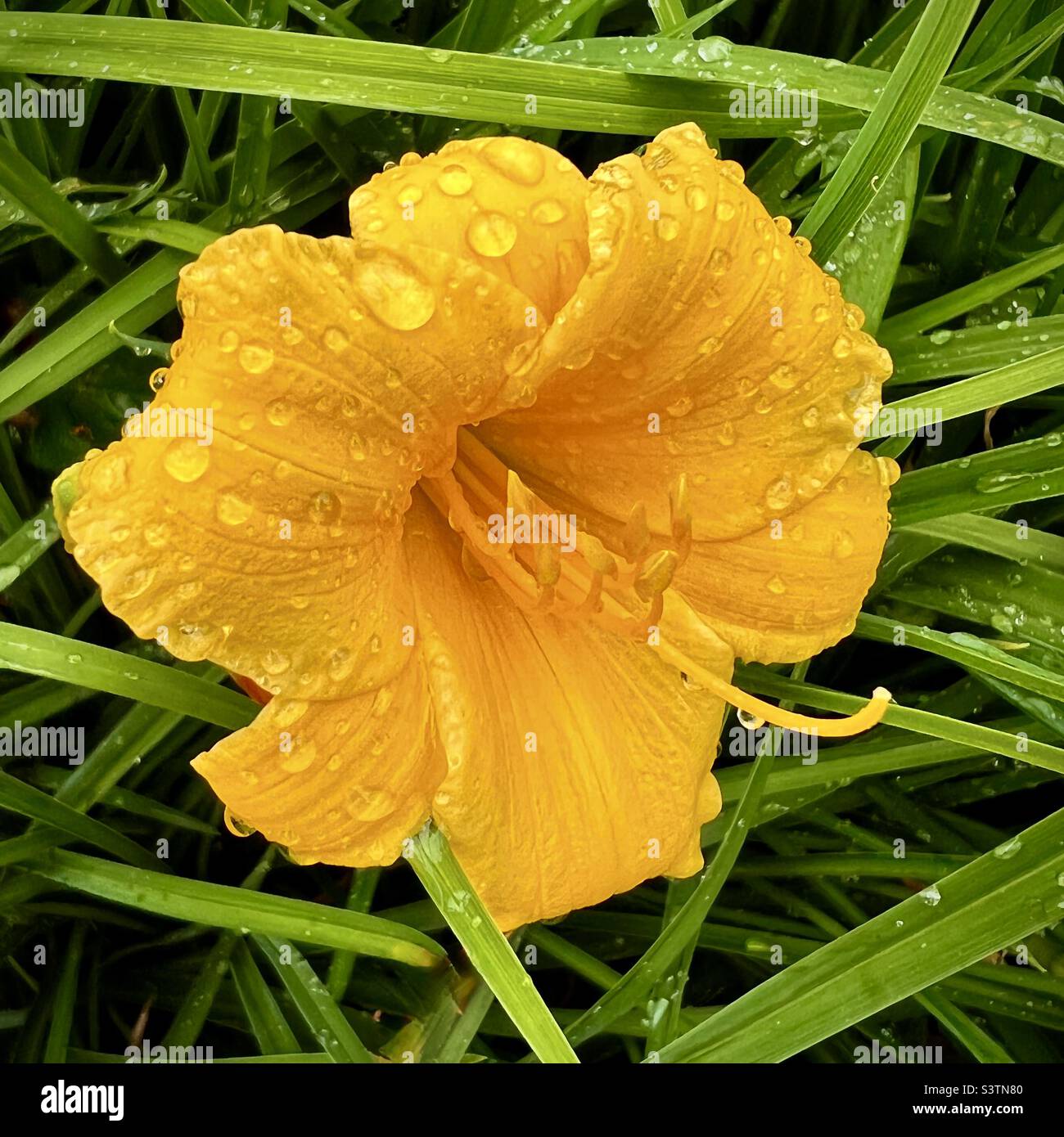 A Stella d’Oro Daylily flower in the rain in a garden Stock Photo