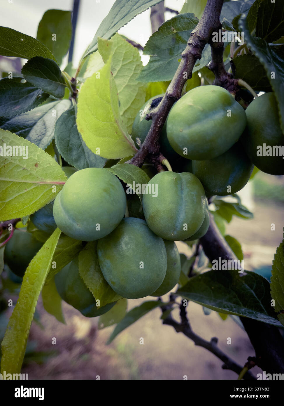 Greengages Stock Photo