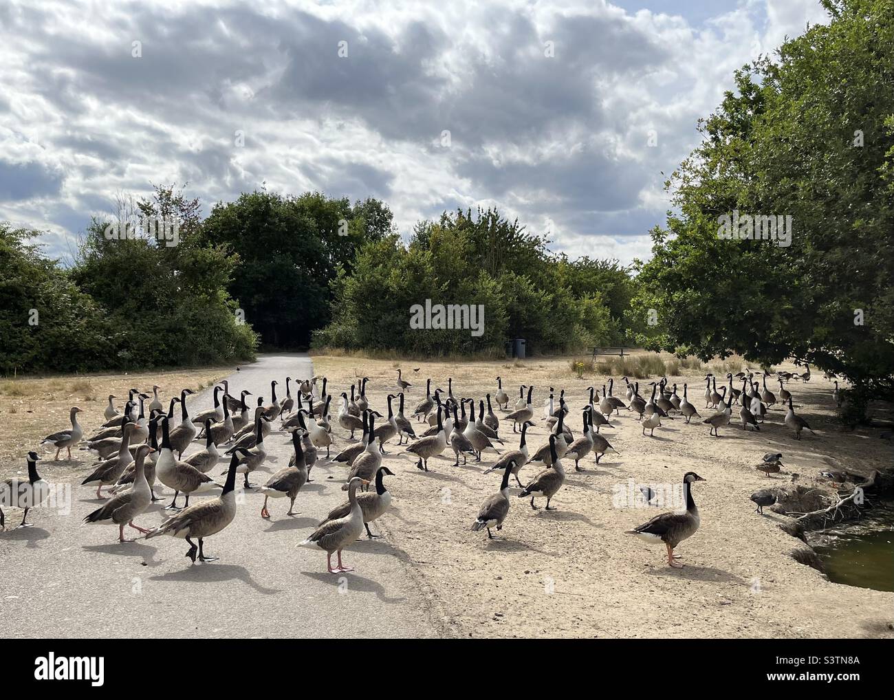 All the geese under a moody sky - Smartphone Captured Stock Image