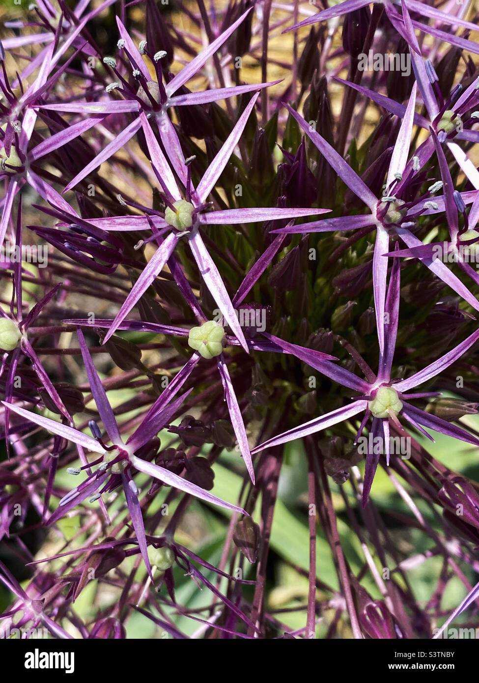 Closeup of Allium - Smartphone Captured Stock Image