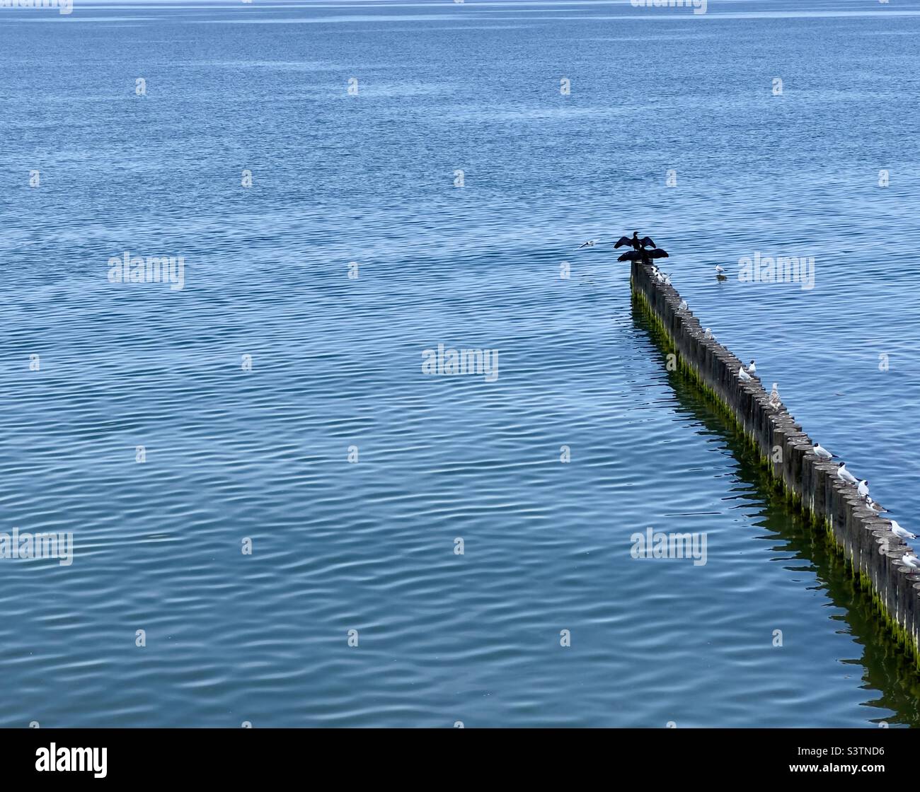 natural background of sea surface and wild birds sitting on wooden breakwaters.  black cormorants and white gulls dry their wings in sun.  summer seascape.  ecology and summer vacation concept Stock Photo