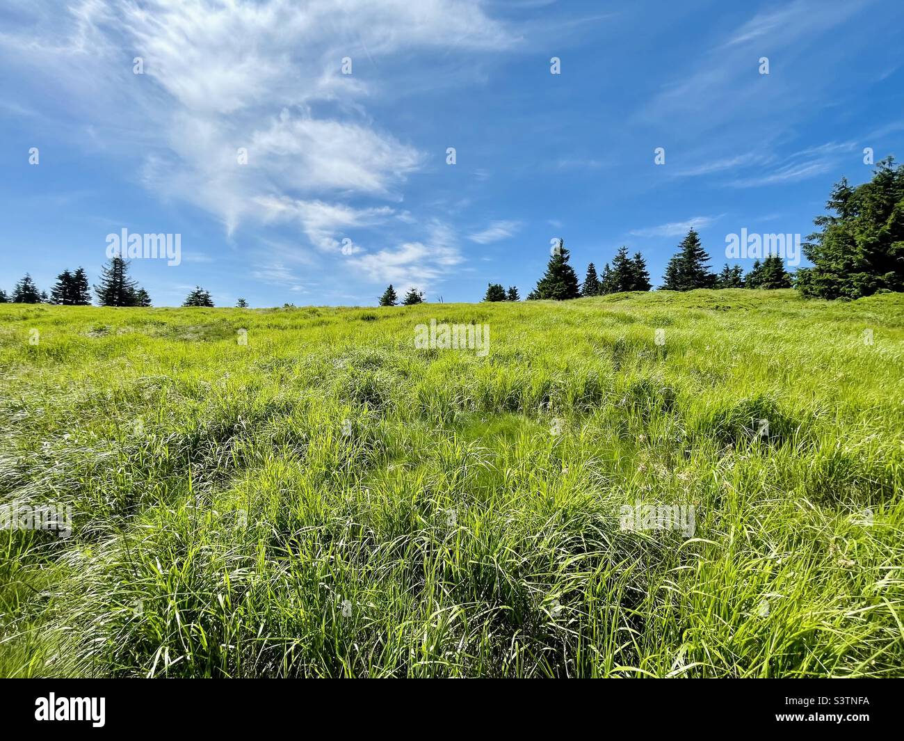 Pasture pine hi-res stock photography and images - Alamy