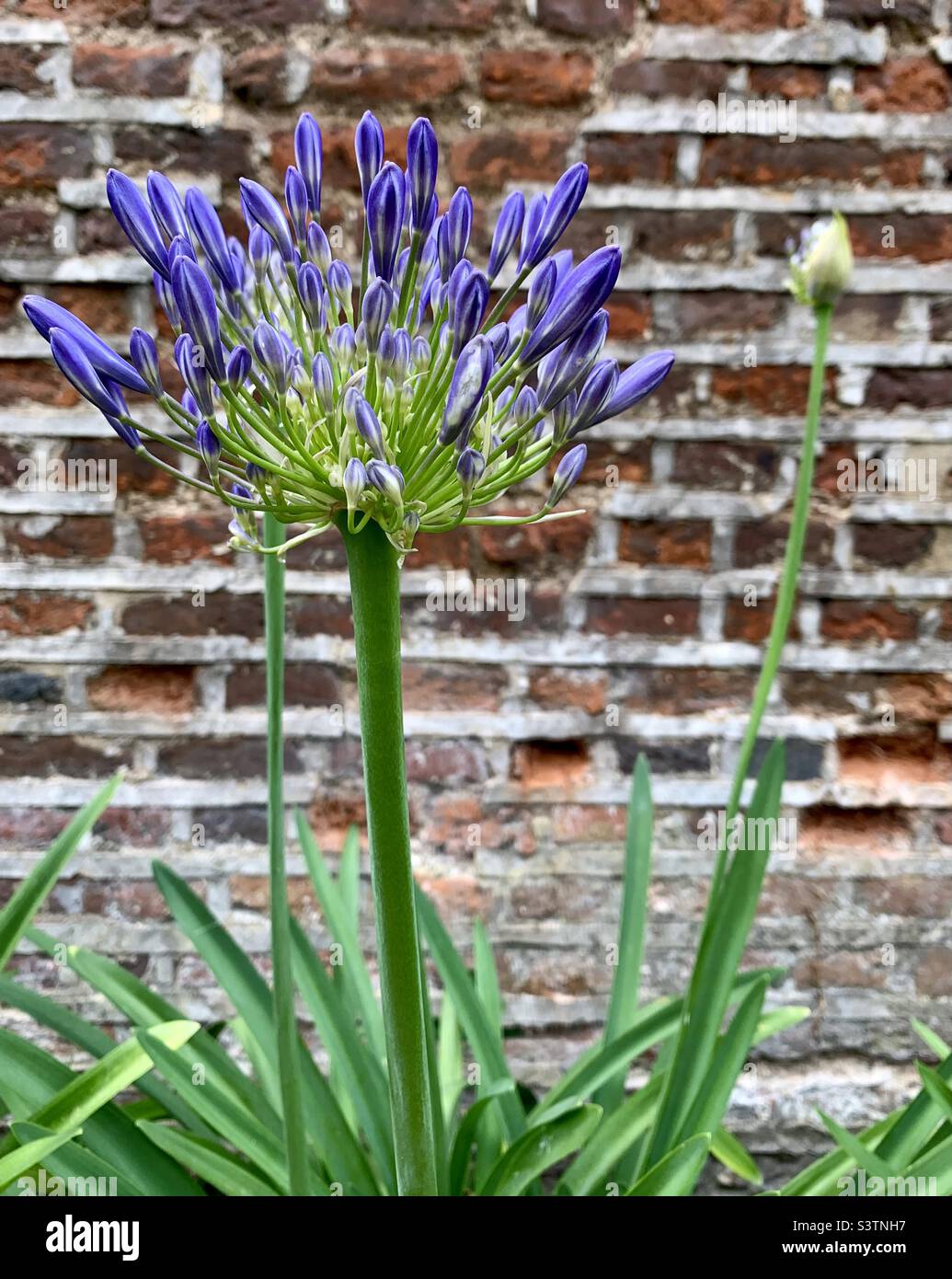Purple agapanthus flower against brick wall Stock Photo