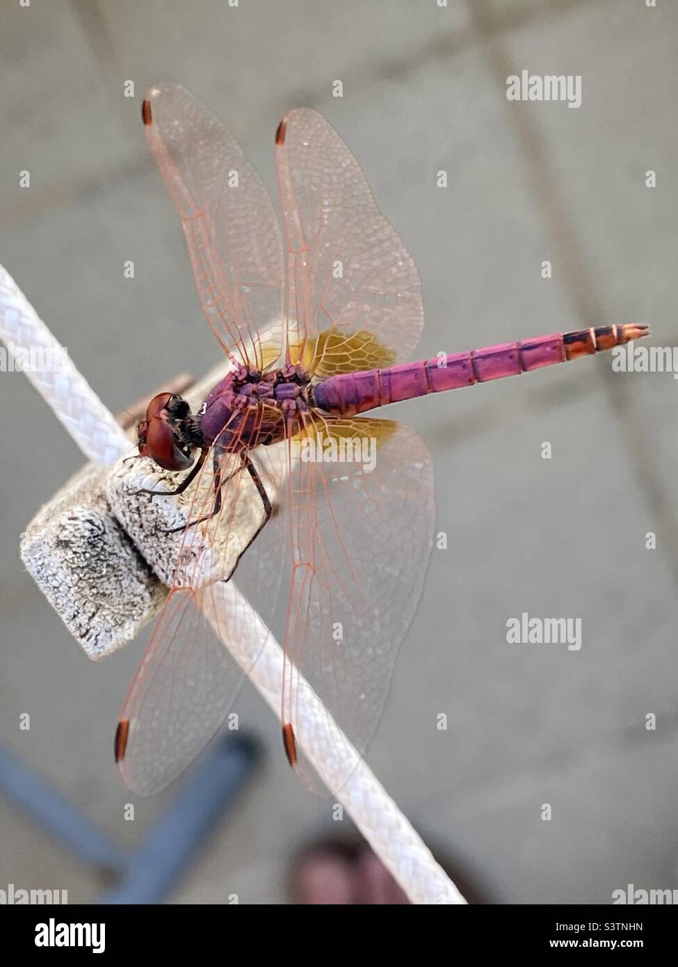 A Damselfly sits on a wooden clothes peg in the sun. Stock Photo