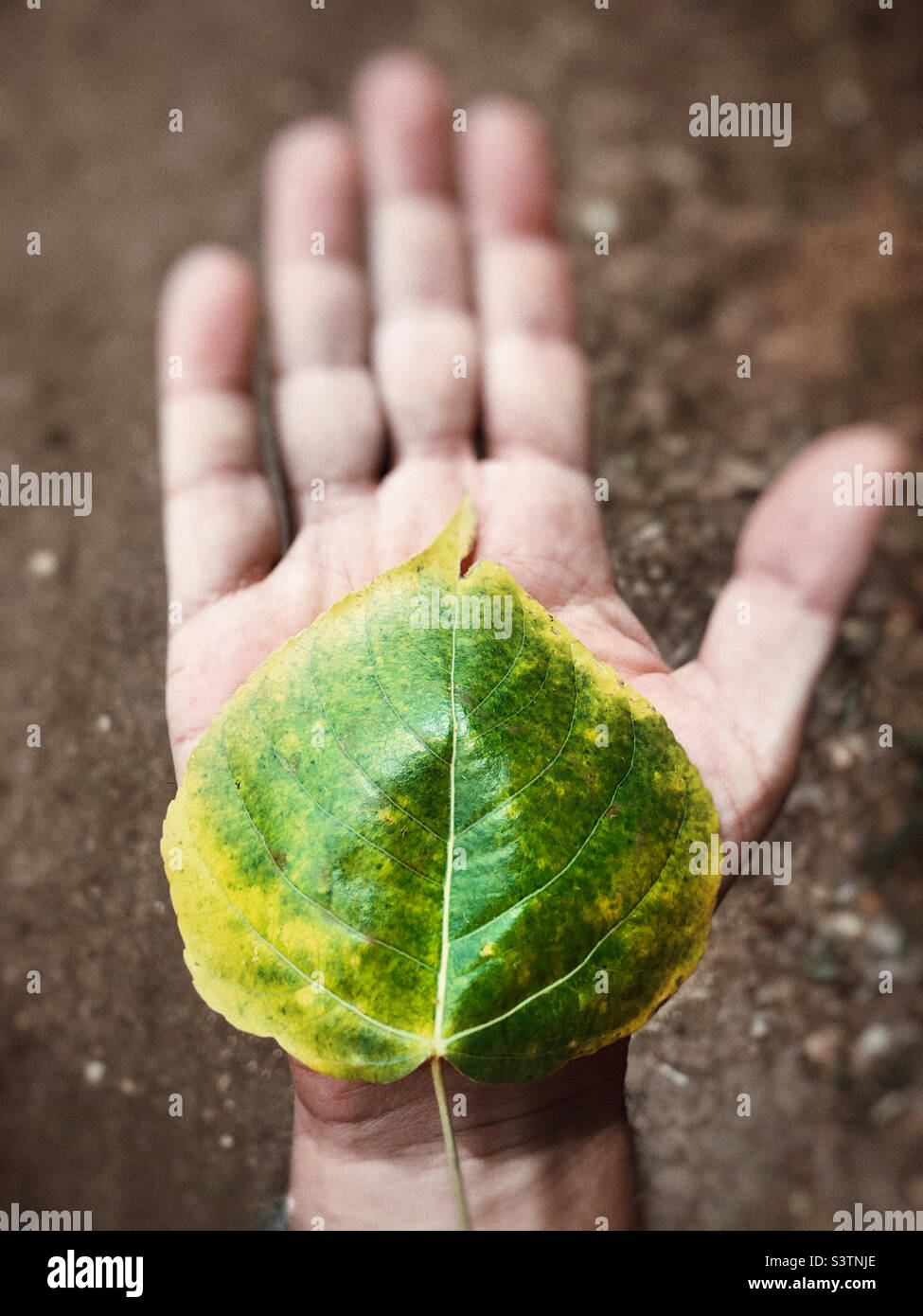 Green leaf in hand Stock Photo
