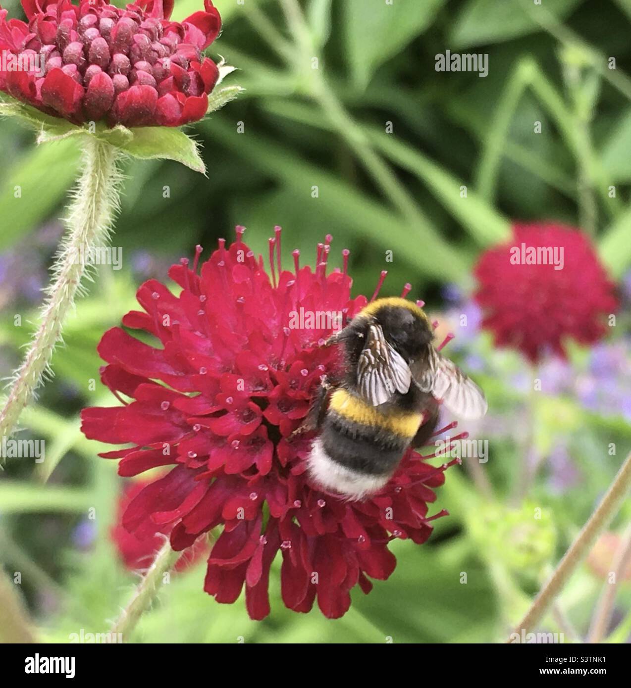 Bee, yellow, black, green, red, nature, beauty - Smartphone Captured Stock Image