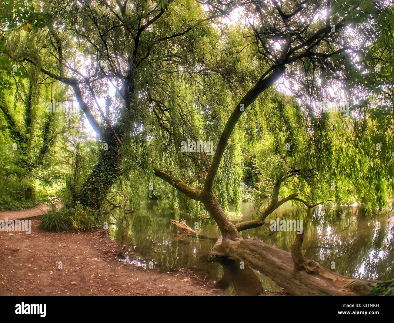 Weeping willow over river Itchen Navigation stream in Hampshire United Kingdom - Smartphone Captured Stock Image