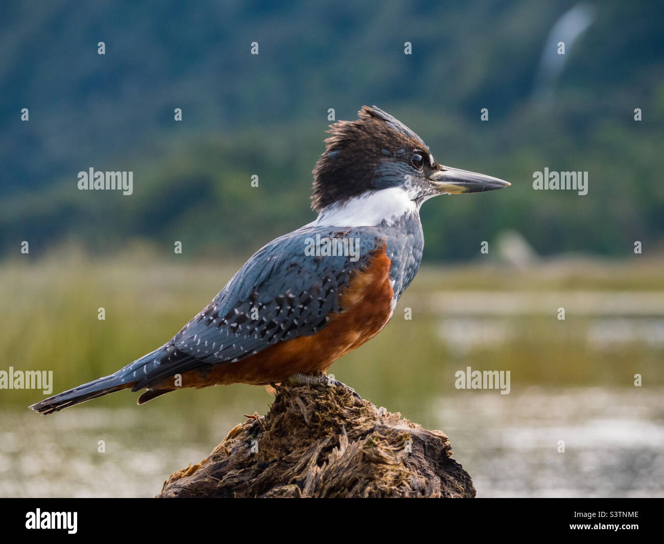 Kingfisher in Cahuelmó fjord, northern Chilean Patagonia Stock Photo