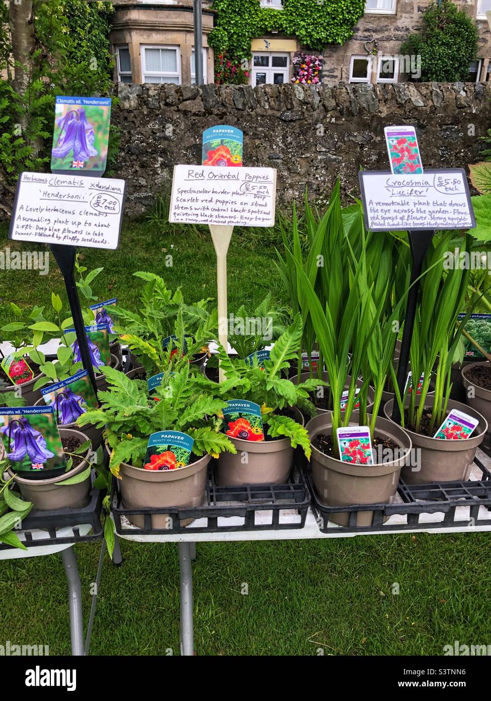 Outdoor pot plants hires stock photography and images Alamy