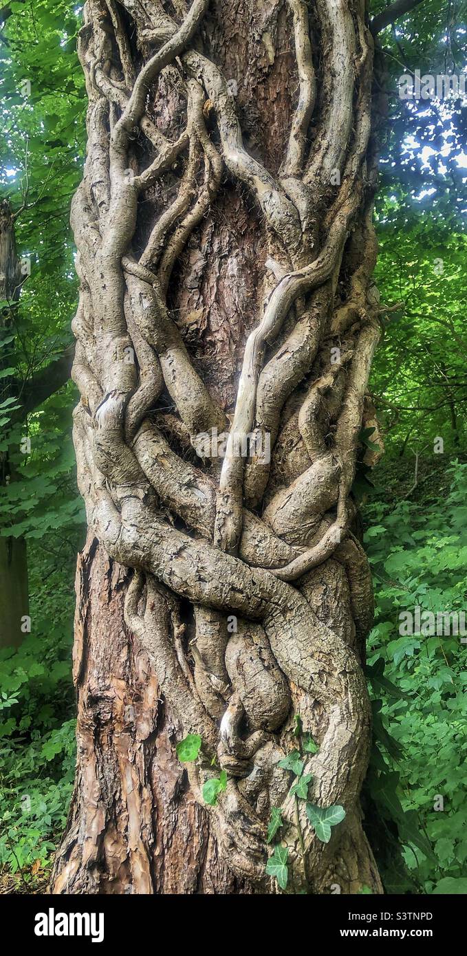 Ivy vines covering a pine tree in a Hampshire forest United Kingdom - Smartphone Captured Stock Image