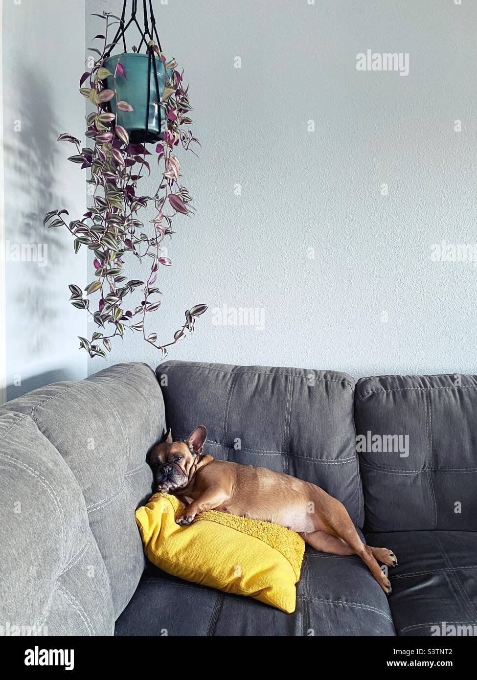 A French bulldog lying on a couch underneath a hanging pot with a silver inch plant trailing down. Stock Photo