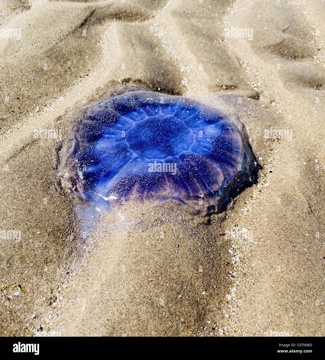 Jellyfish on a sunny, sandy Scottish beach Stock Photo