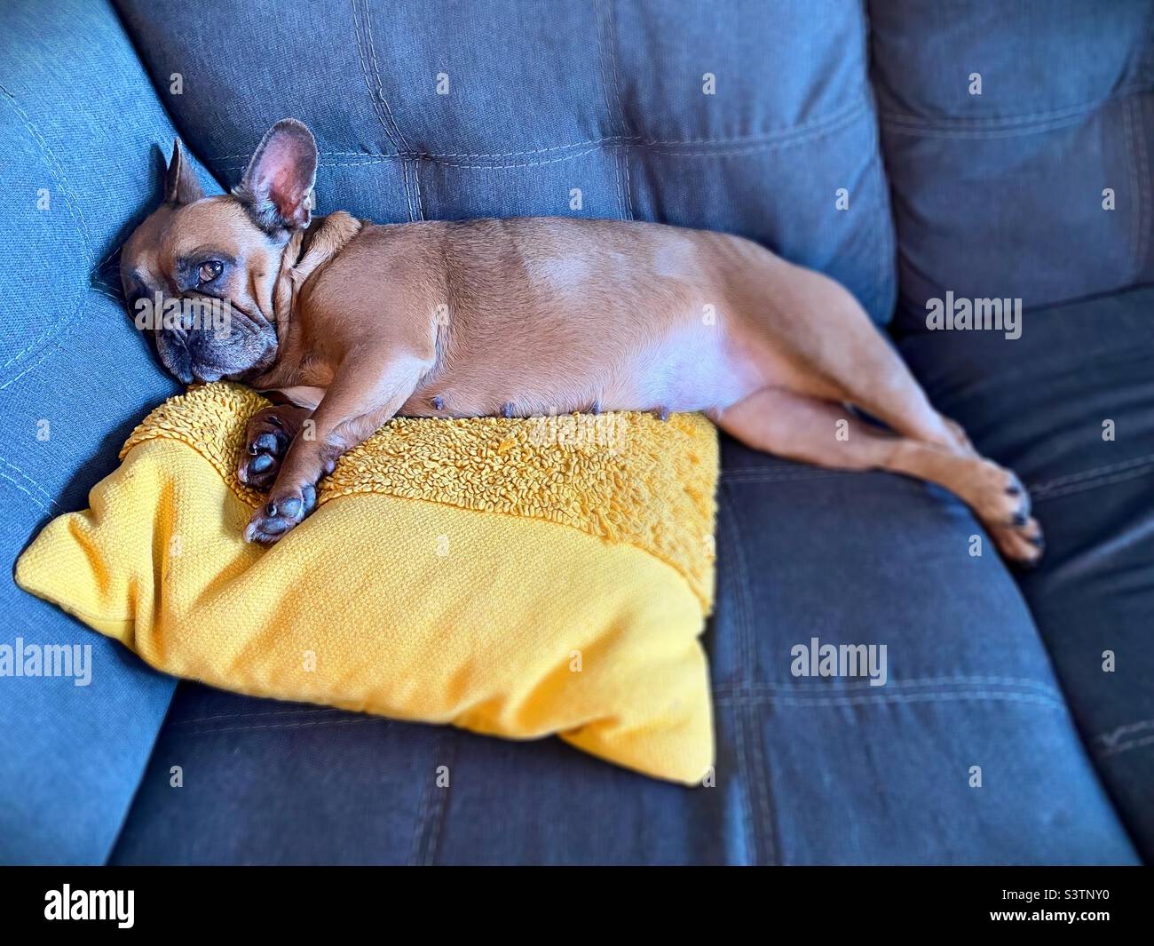 A sleepy French Bulldog lying on a couch. Stock Photo