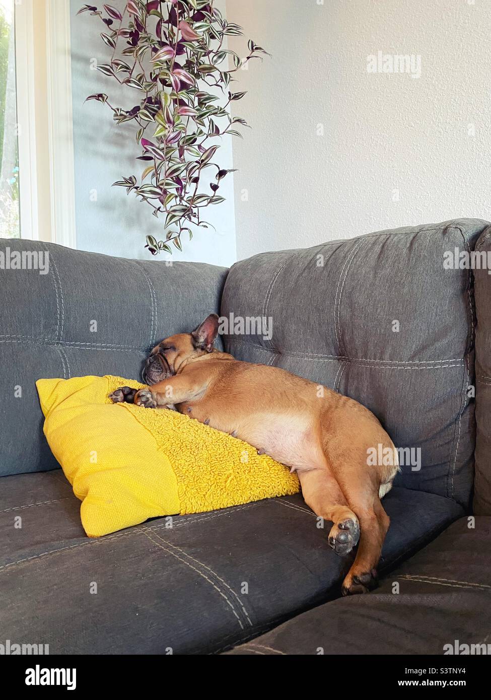 A sleepy French Bulldog on a couch. Stock Photo