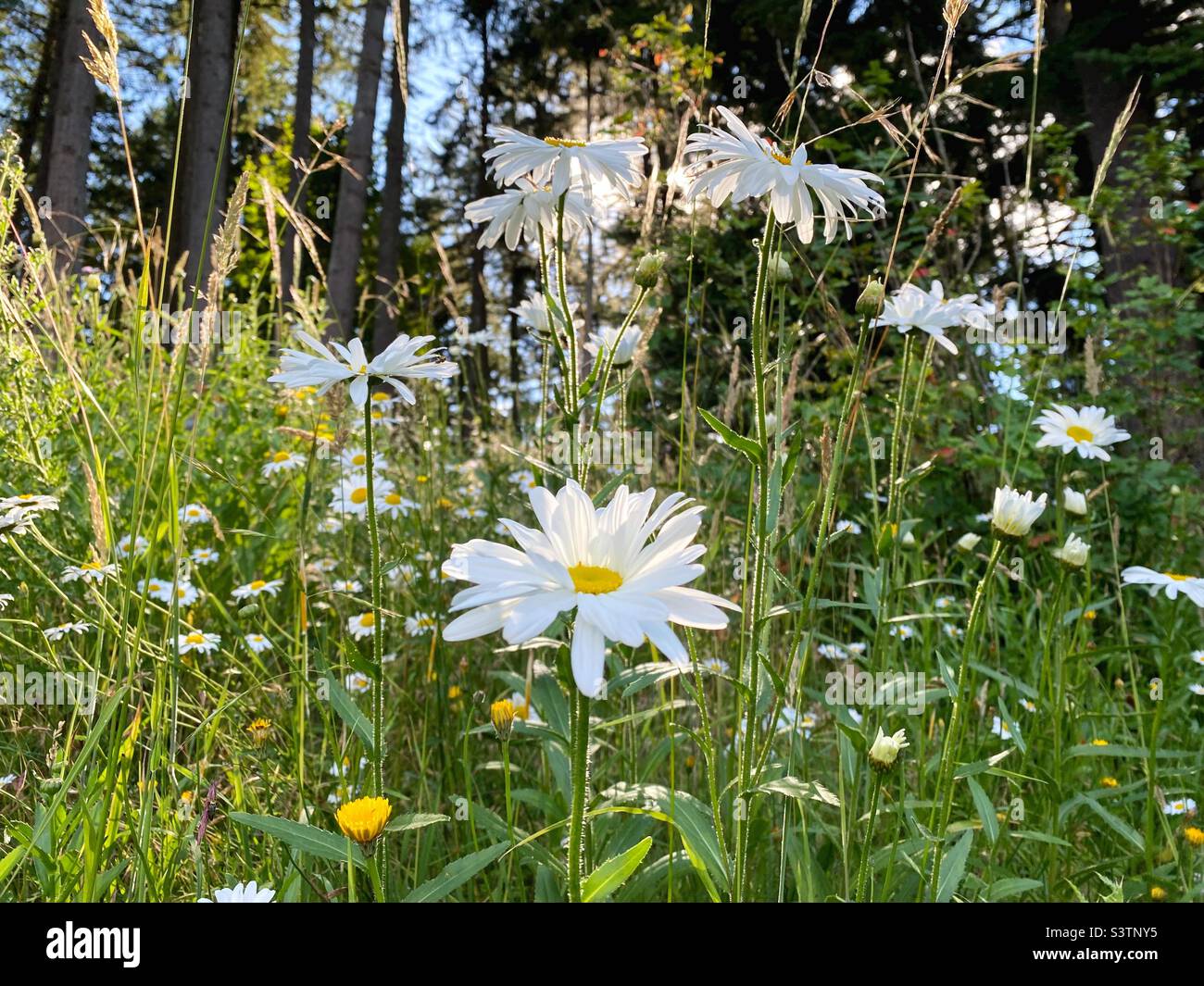 Daisies and other wildflowers in a meadow. Stock Photo