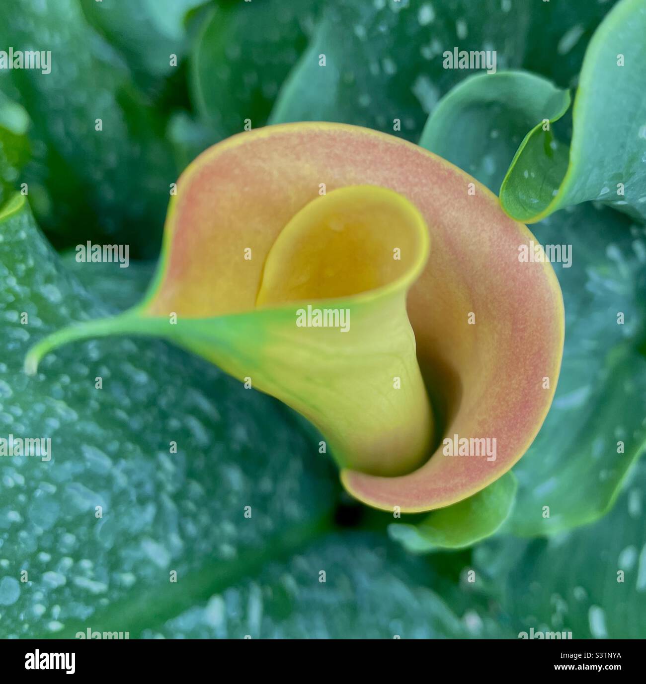 Pink calla lily - Smartphone Captured Stock Image