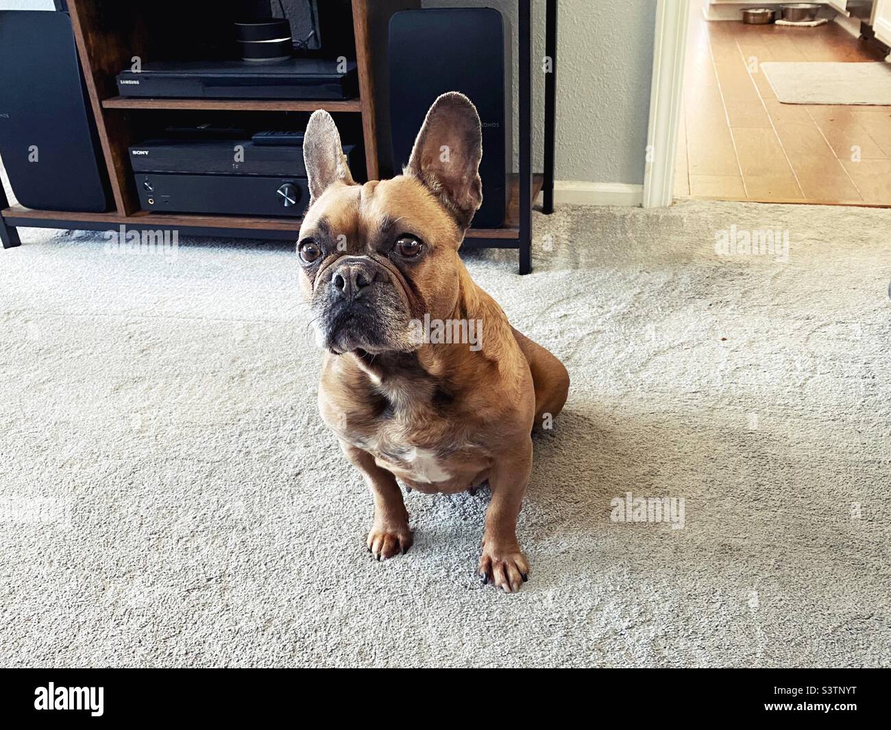 A cute French bulldog with ears up and a startled expression. Stock Photo