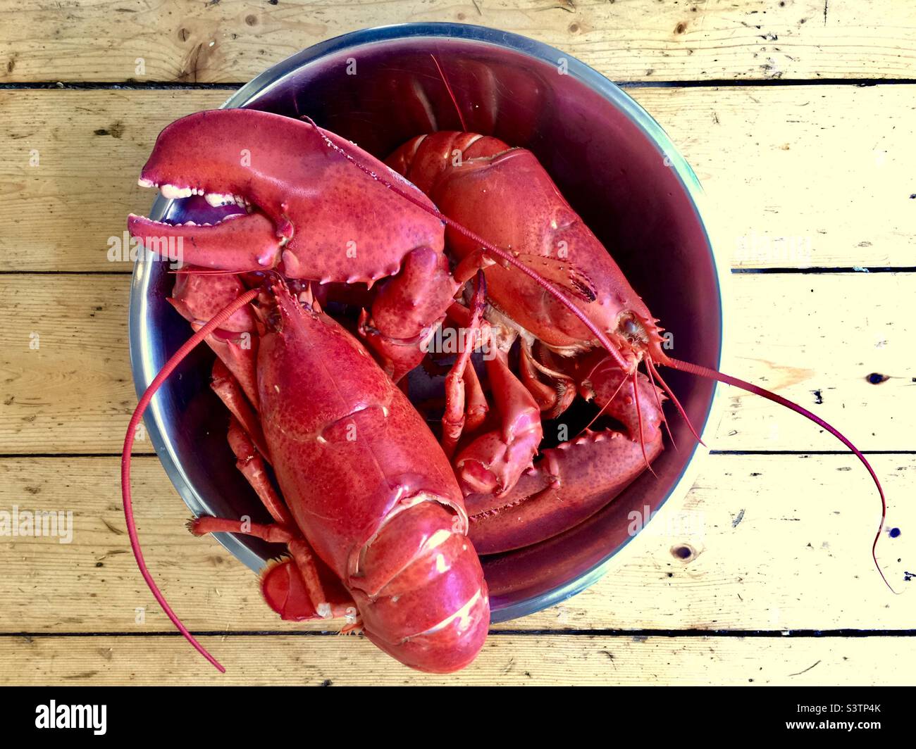 Lobsters just out of boiling pot. Fresh as fresh can be. Trapped an hour ago. Boiled for twenty minutes. Cooling off on deck. Nova Scotia, Canada. Stock Photo