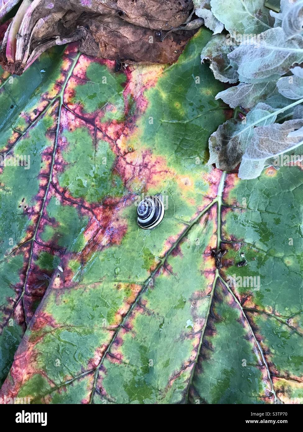 A black and white snail on a decomposing, colourful rhubarb leaf Stock ...