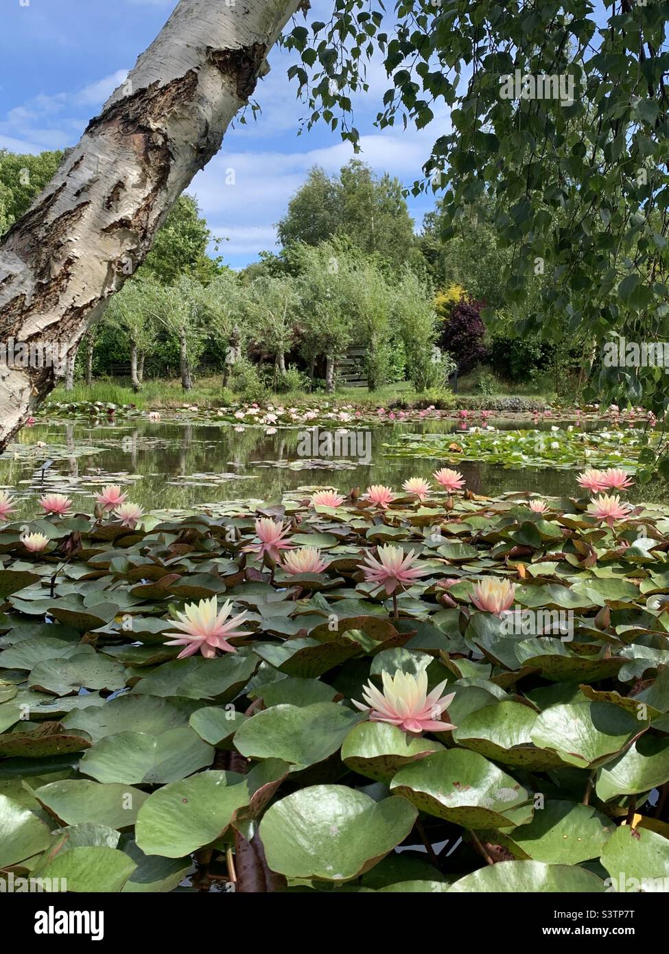 California pink water lilies nymphaea at Bennet water garden in Weymouth Stock Photo
