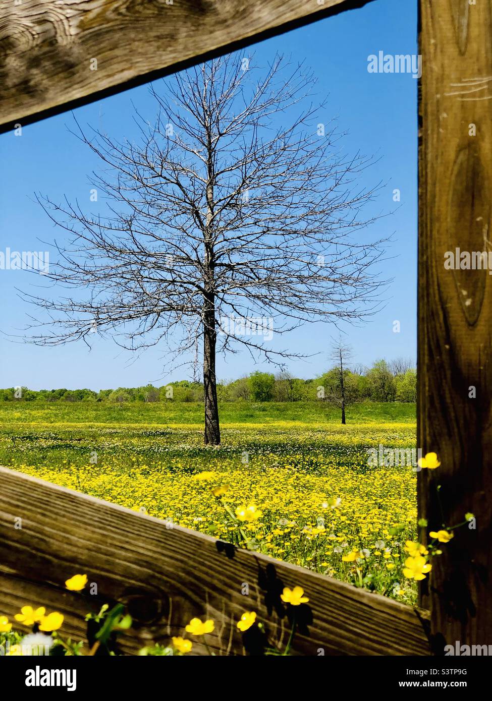 A field of flowers as winter comes to a close at the start of Spring. - Smartphone Captured Stock Image