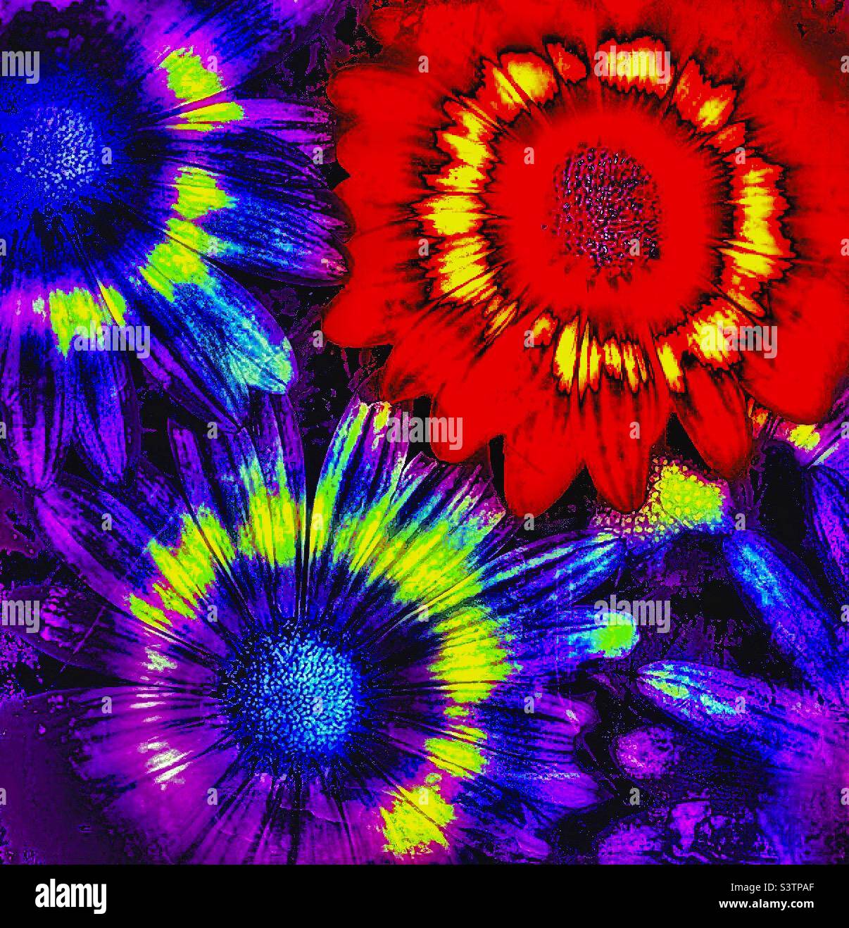Pop Art daisies- made by taking orange daisies and thru various IOS apps altering color and texture. A fun, floral pop art piece. Stock Photo