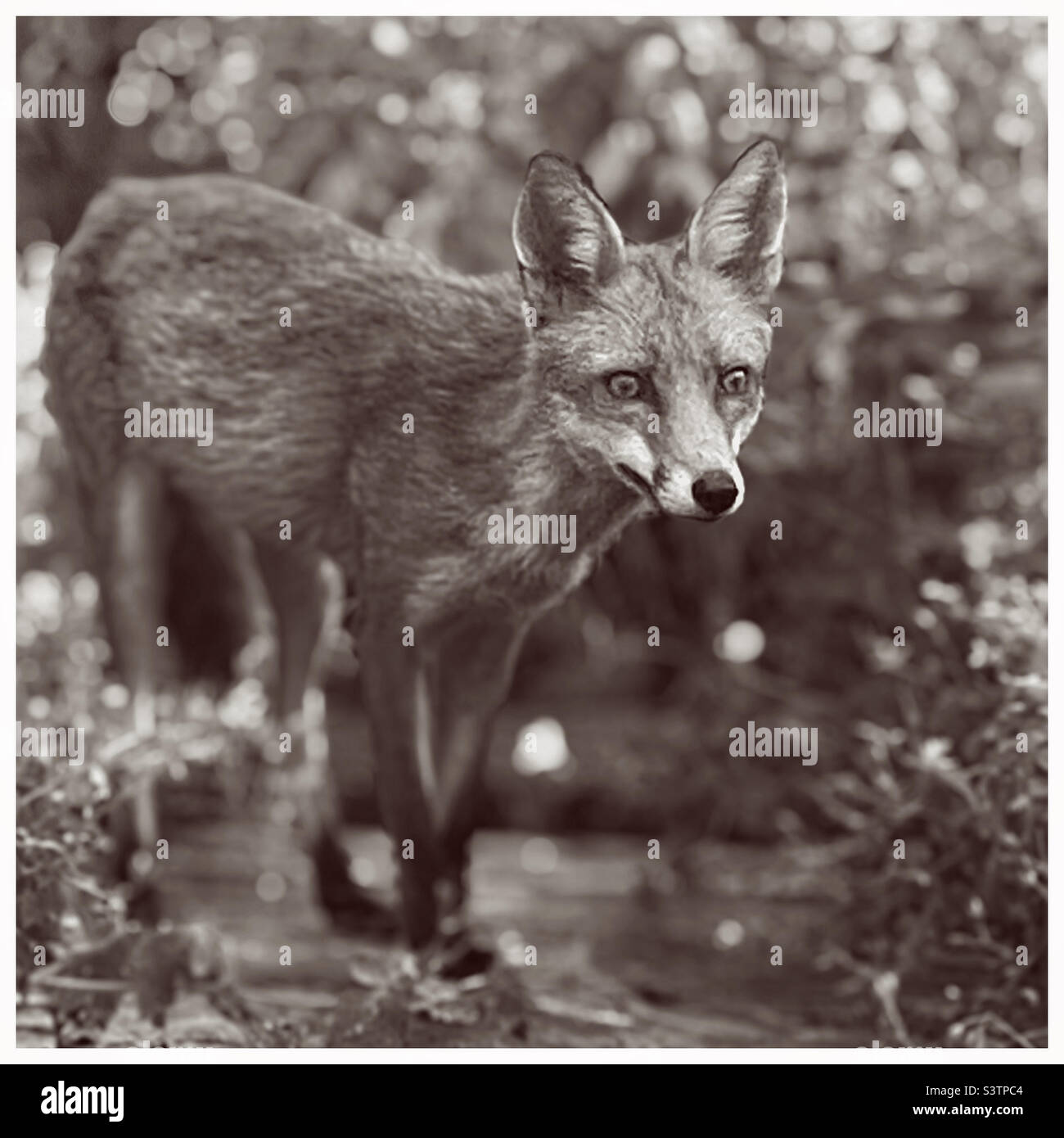 Fox in the garden Stock Photo