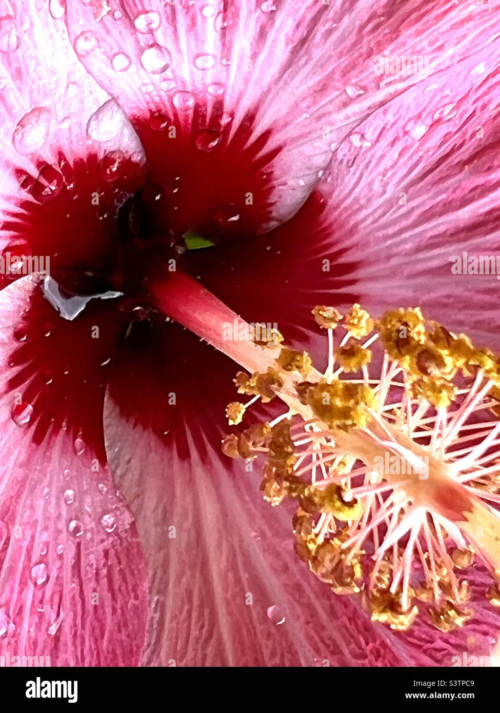 Pink hibiscus Stock Photo