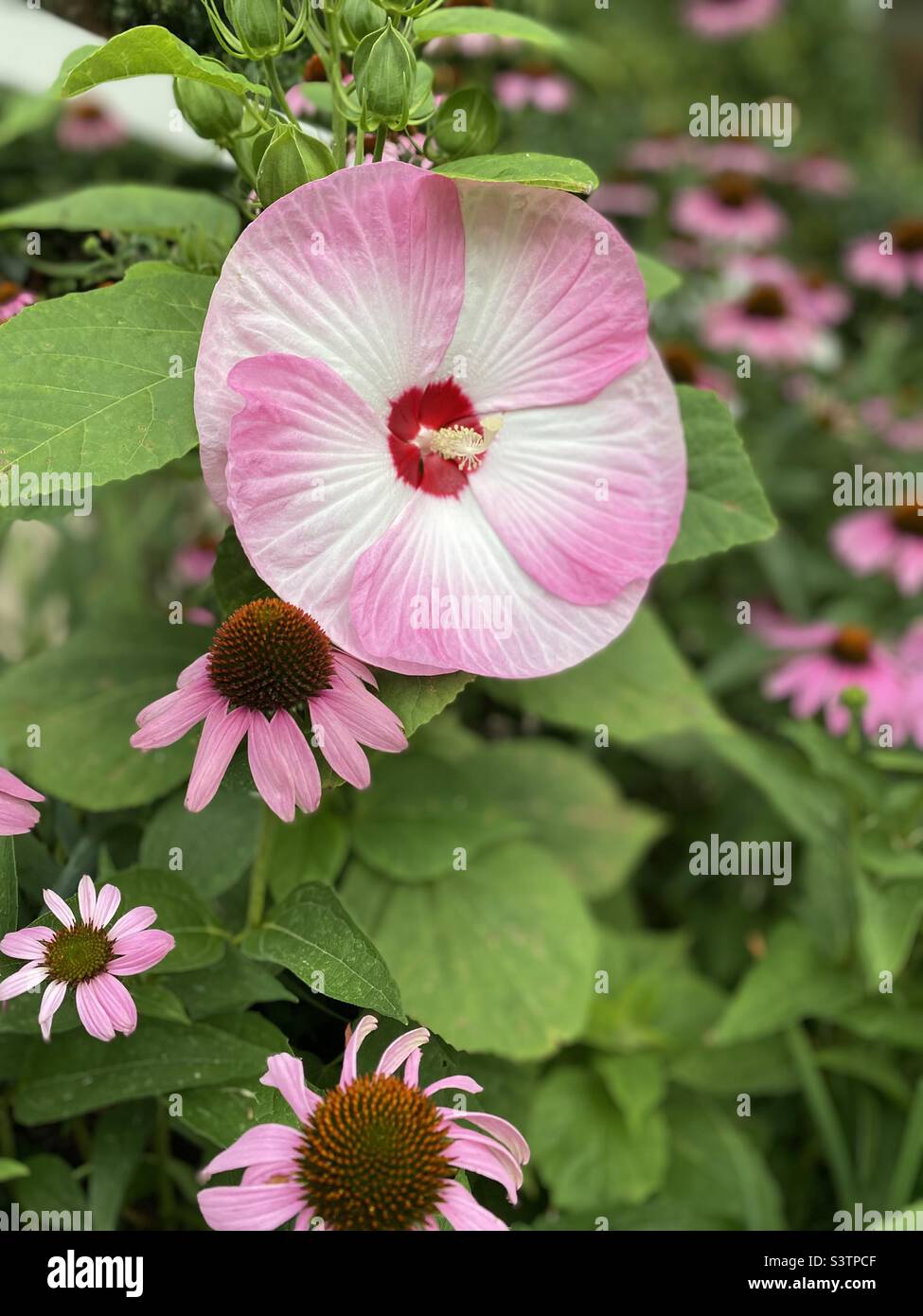A large bloom of the rose mallow in a garden with purple coneflower. Stock Photo