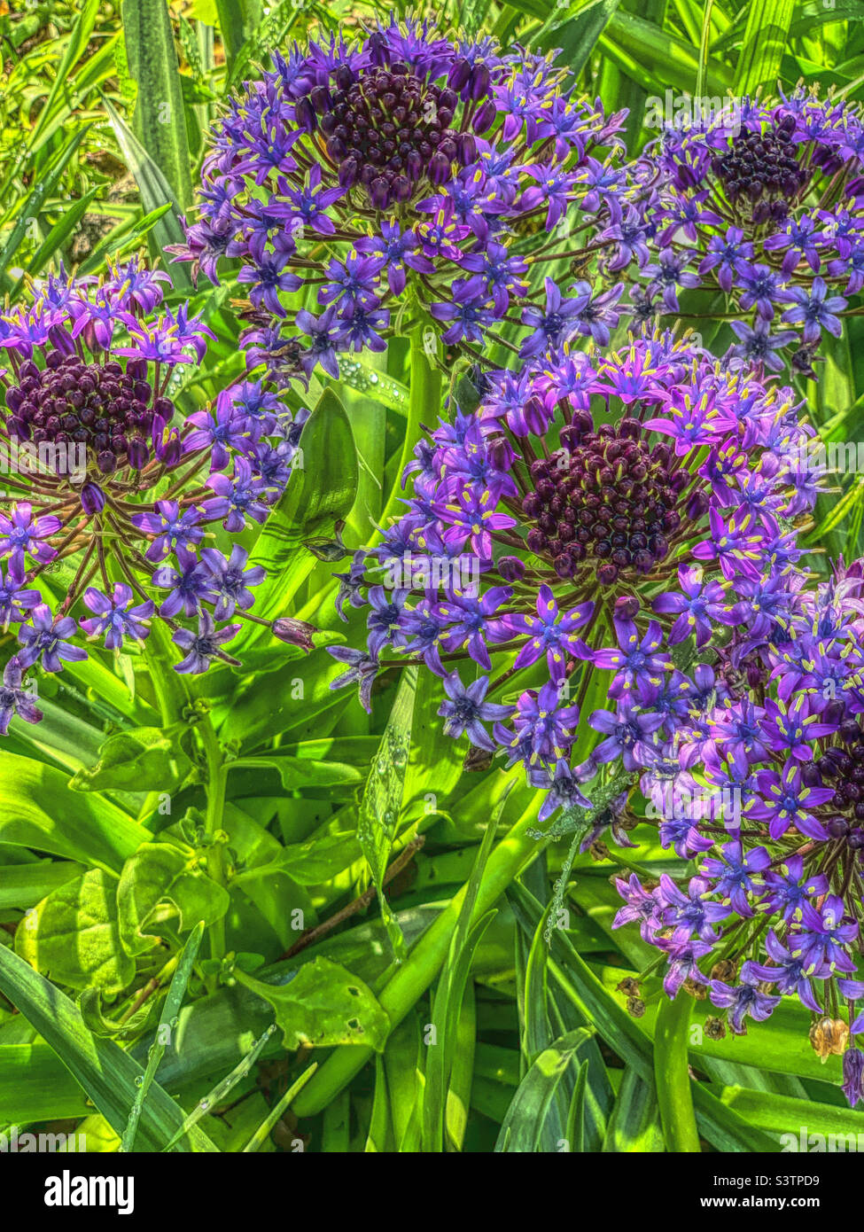 Blue Agapanthus (Lily of the Nile) in full bloom beyond the early