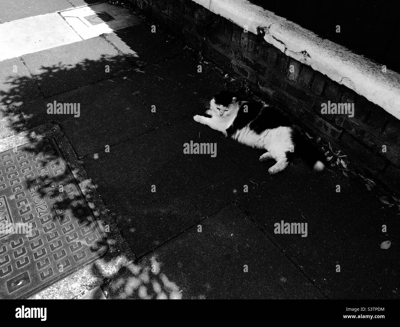 Cat sitting in the shade on pavement - Smartphone Captured Stock Image