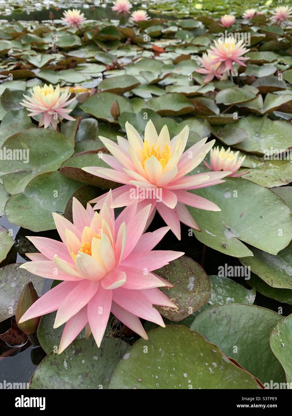 Colorado pink water lilies Pygmy nymphaea - Smartphone Captured Stock Image