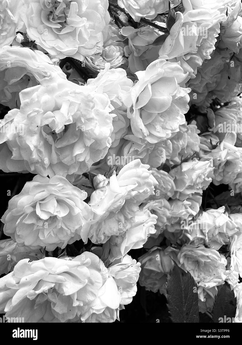 Black and white roses Stock Photo Alamy
