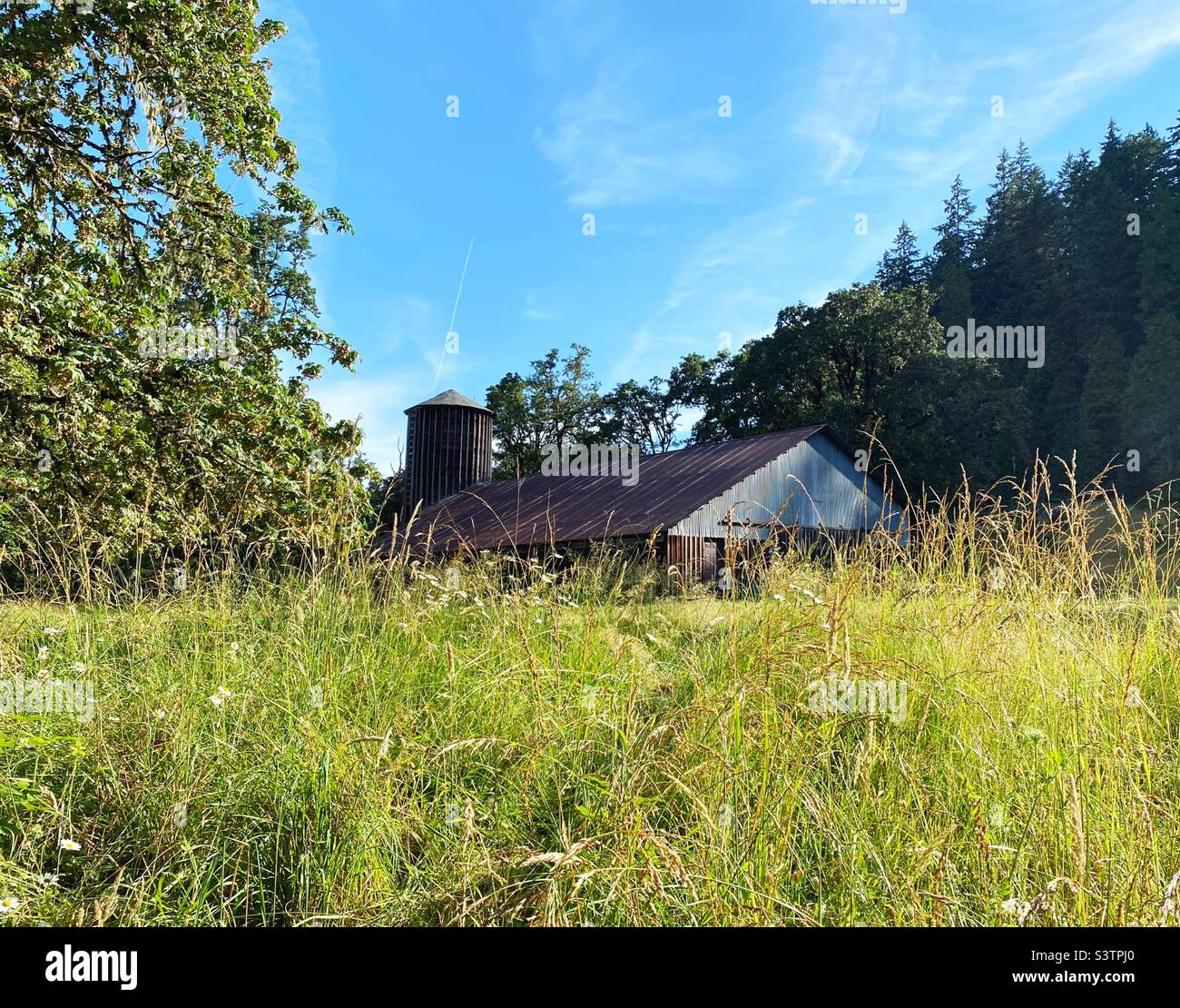 An old wooden barn in a meadow in summertime. Stock Photo