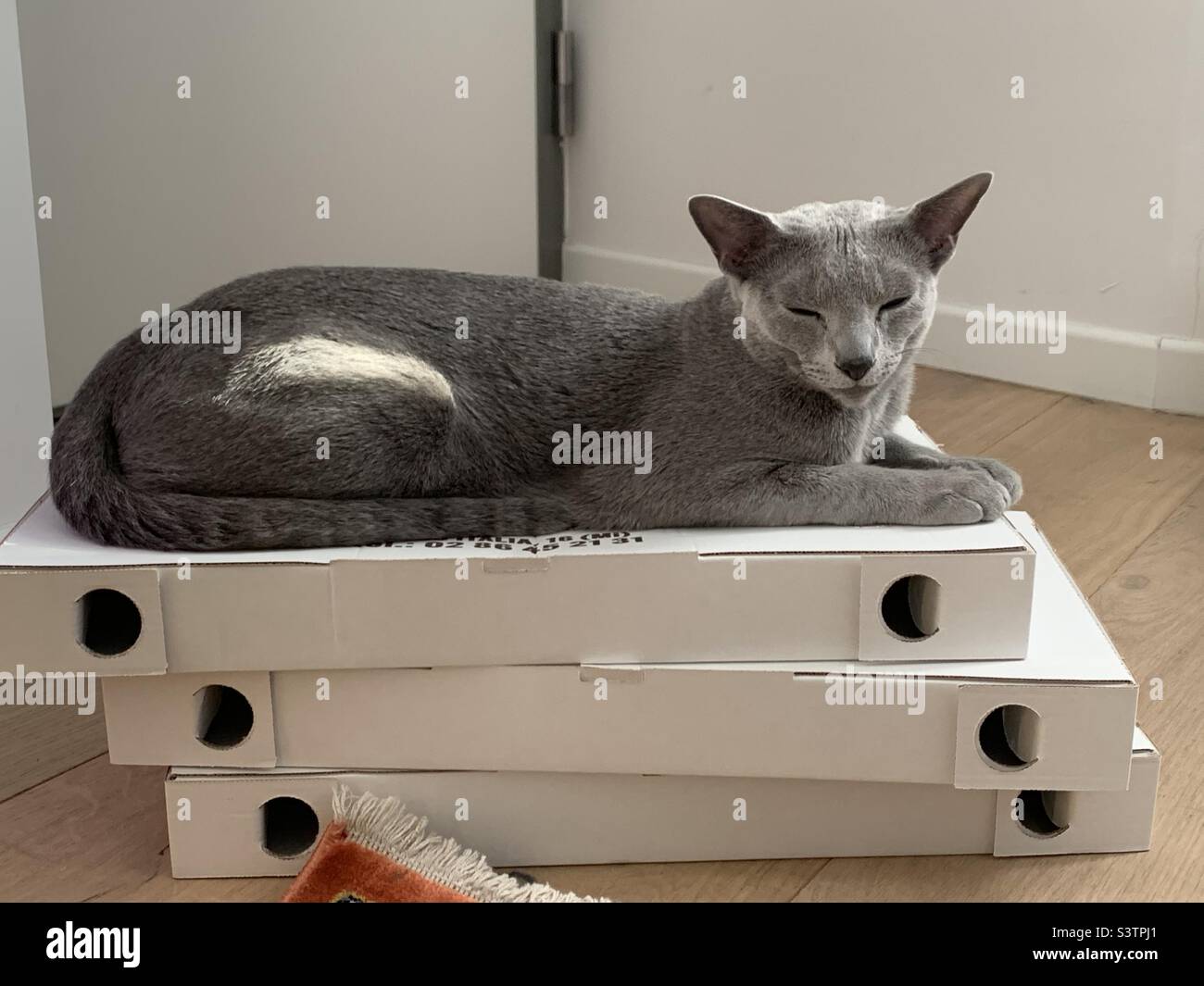 Russian Blue cat on pizza boxes. - Smartphone Captured Stock Image