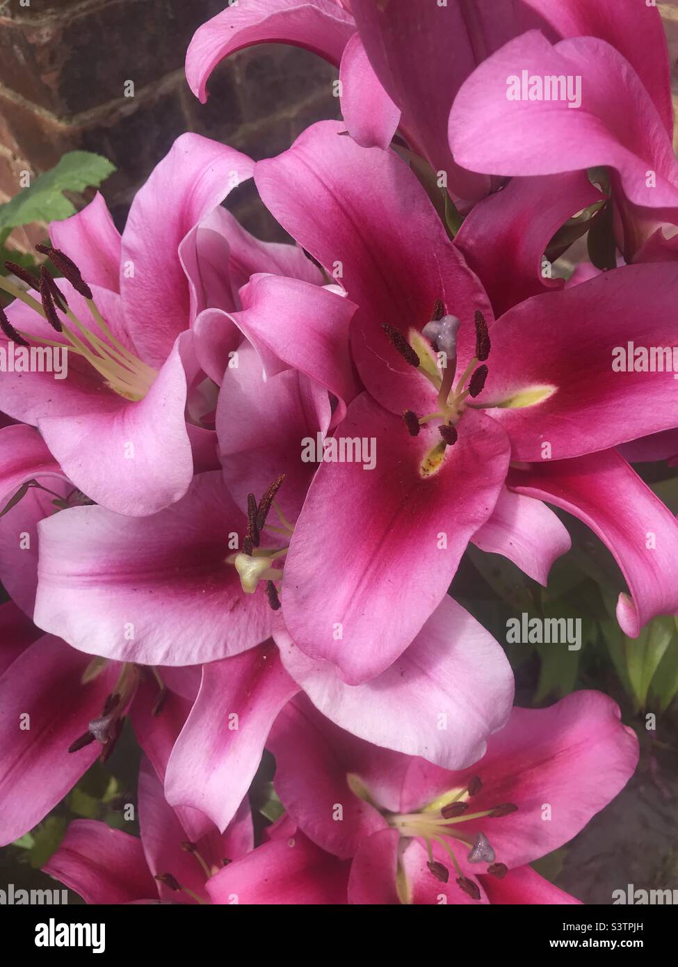 Pink Lilies outdoors in garden Stock Photo