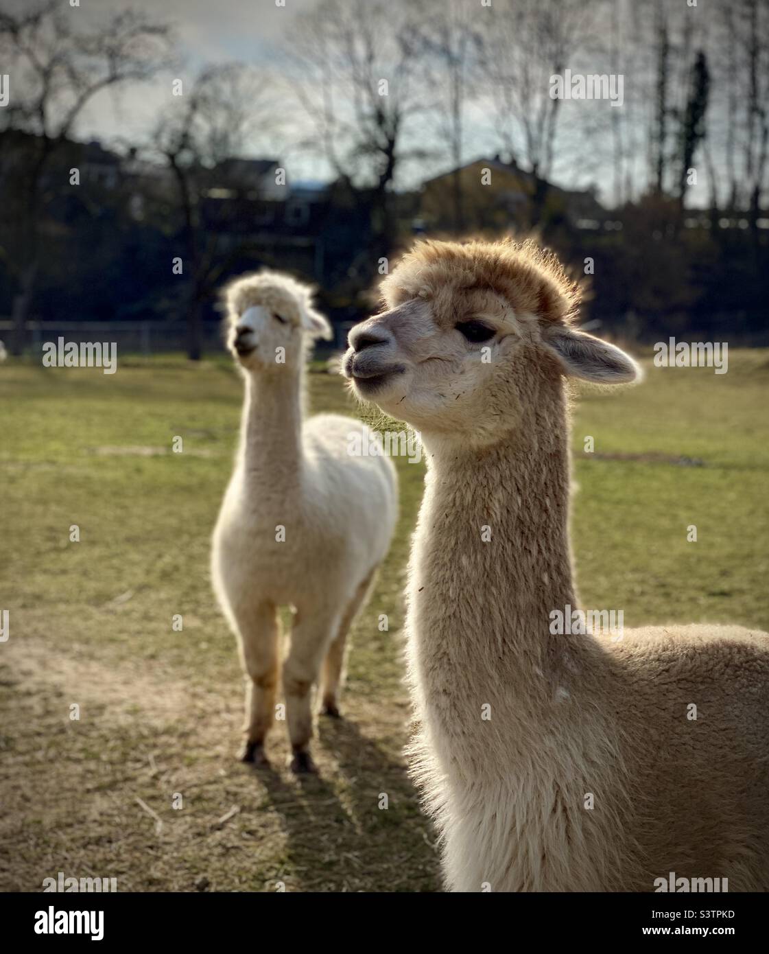 Alpacas - Smartphone Captured Stock Image